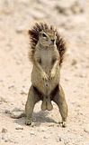 squirrel_nuts.jpg image by mpurring